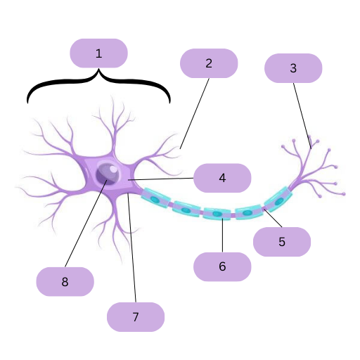<p>Nerves consist of neurons (nerve cells) that transmit the fast electrical impulses. Name labels 1-8 and explain all of them, but 3, 4, 7, and 8</p>