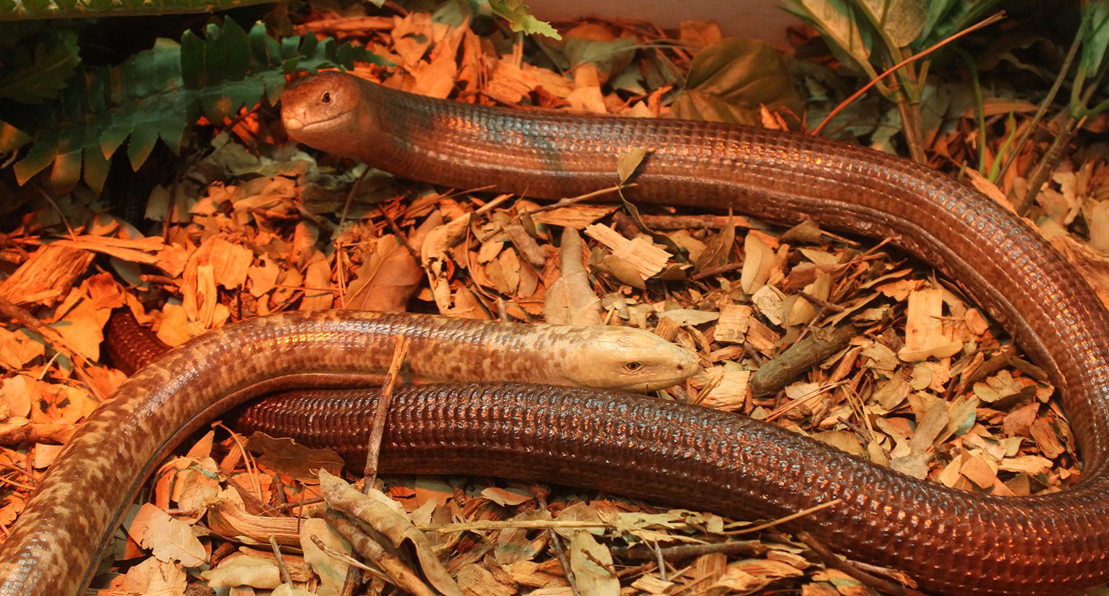 European glass lizard