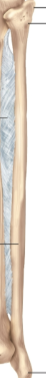 <p>Fibula</p>