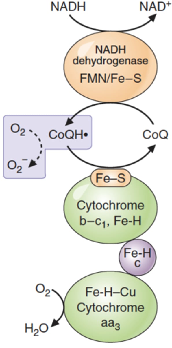 <p>Electrons transferred during the ETC can escape and bind to the oxygen required for the chain to work. Often occurs due to coenzyme Q</p>