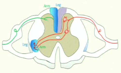 -touch and proprioception and pain and temperature information from the arms and legs is organized in the spinal cord, dorsal columns, anterolateral column and all the way up to the primary somatic sensory cortex
-axons carrying touch and proprioception information from the legs get layered more medially and axons carrying touch and proprioception information from the arms get layered more laterally
-axons carrying pain and temperature information from the legs get layered more laterally and axons carrying pain and temperature information from the arms get layered more medially