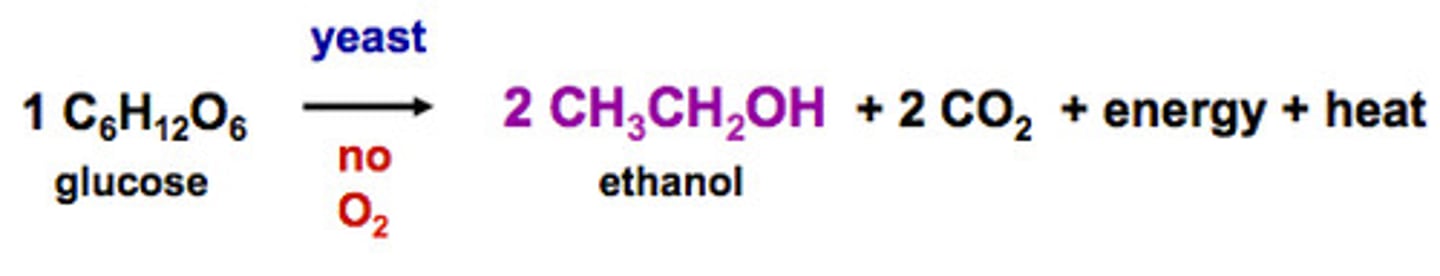 <p>when a sugar is broken down into alcohol and carbon dioxide, without o2 present</p>