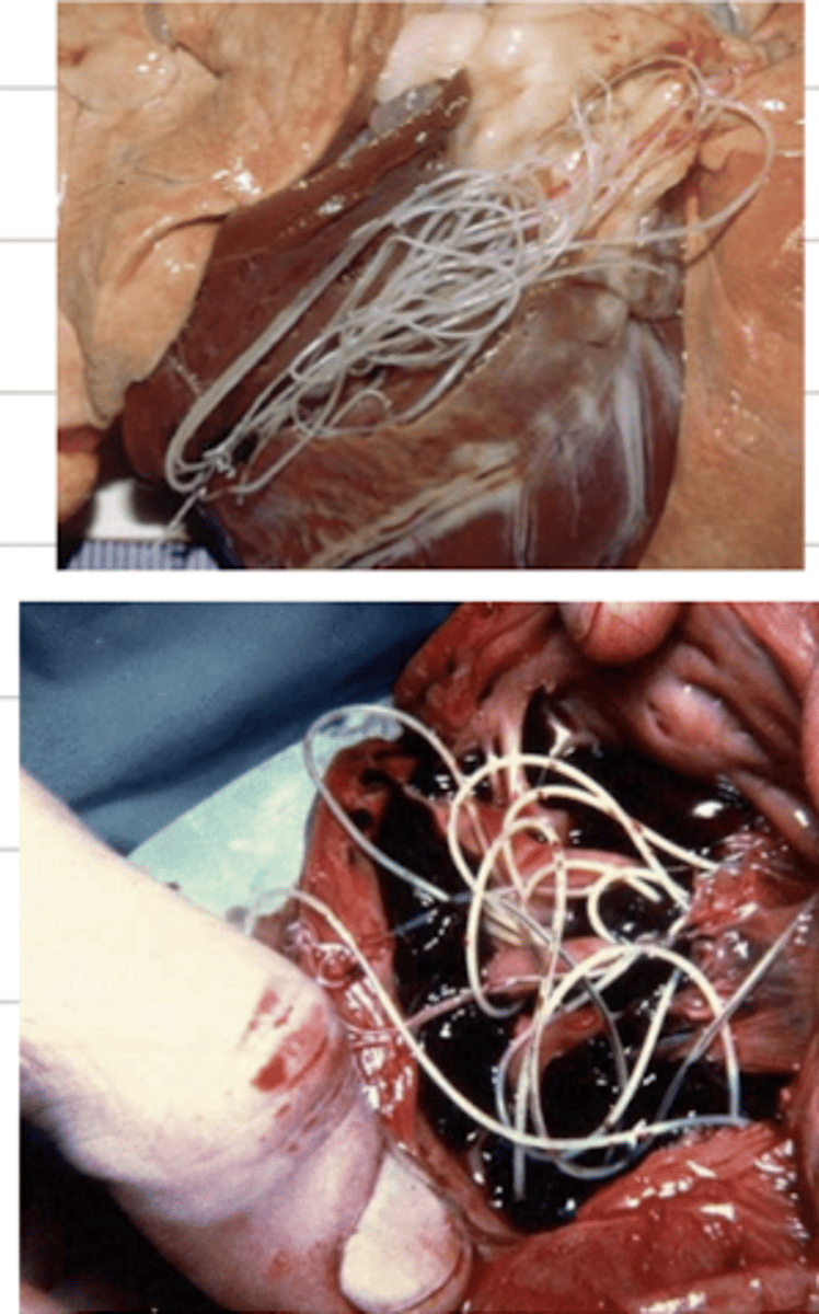 <p>these dogs are infected by the parasite _________. what disease is this called?</p>