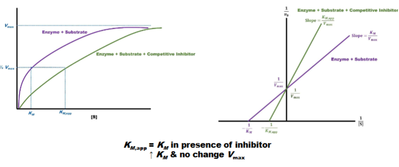 <ul><li><p>left: mechalis mention graph</p><ul><li><p>graph is right shifted &amp; hight is still same</p></li><li><p>tells you competitive inhibitors influence km not vmax</p></li><li><p>raise km no change vmax</p></li></ul></li><li><p>right: line weaver burk plot</p><ul><li><p>have same y-int. (1/vmax) but diff. x-int. closer to orgin</p></li></ul><p>Q: might get 2 graphs asks what type of inhibitor is this</p></li></ul><p></p>