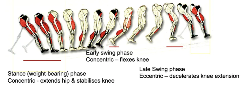 <p>How do the hamstrings function during the walking cycle?</p>