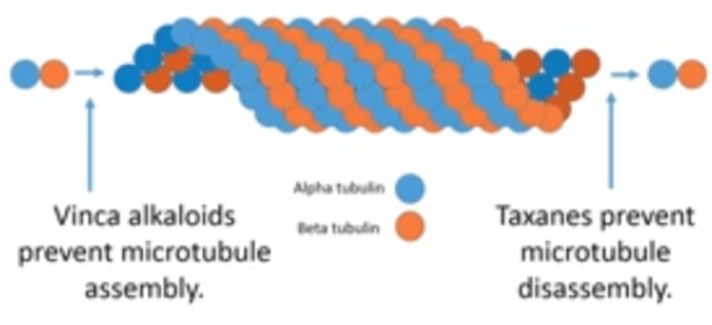 <p>-Alkaloids inhibit Assembly</p>