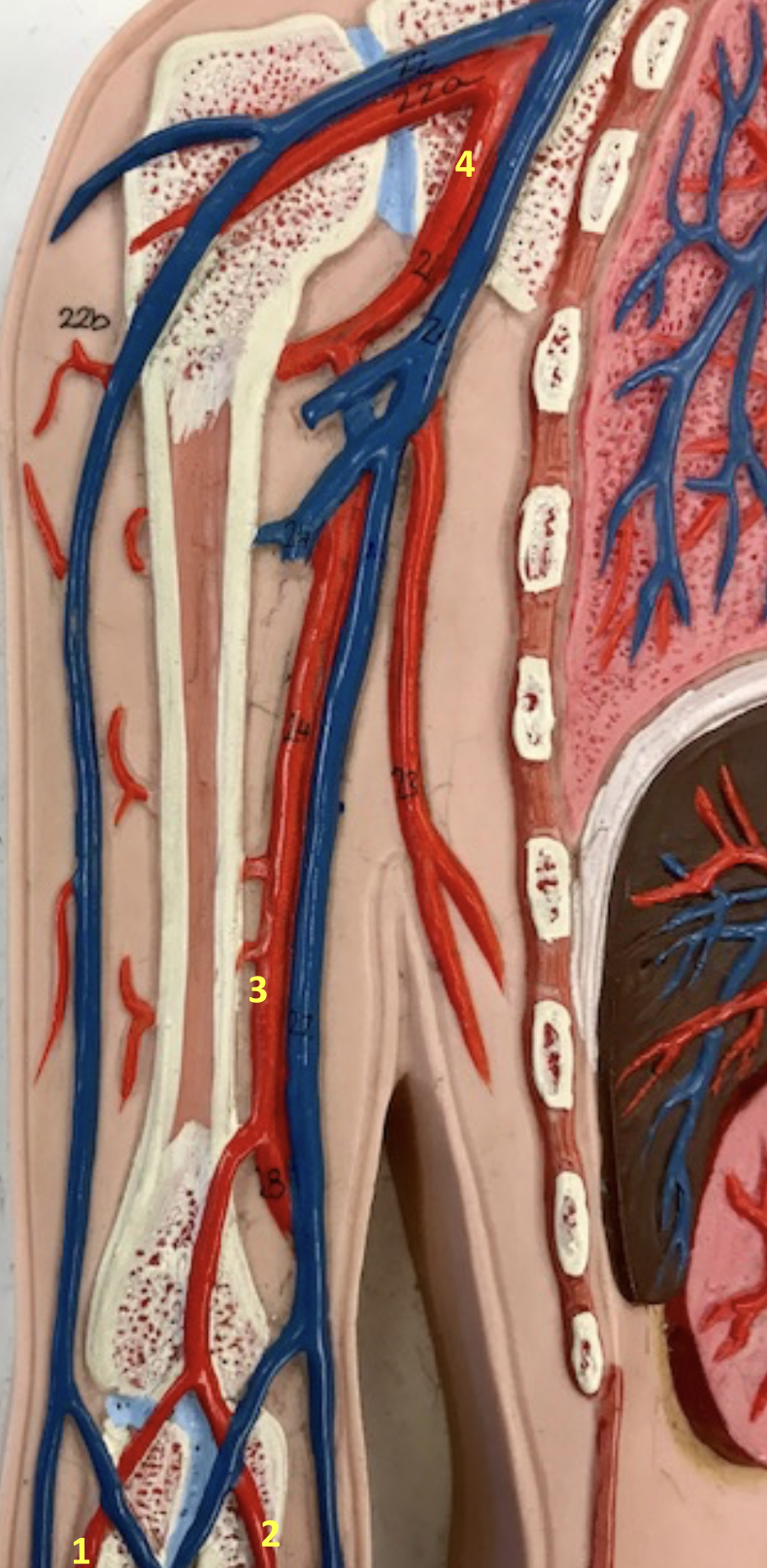 <p>Identify blood vessel 1</p>