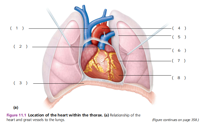 <p>PERICARDIUM</p>