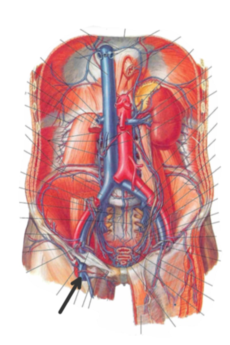 <p>identify the structure(s) indicated by the arrow</p>