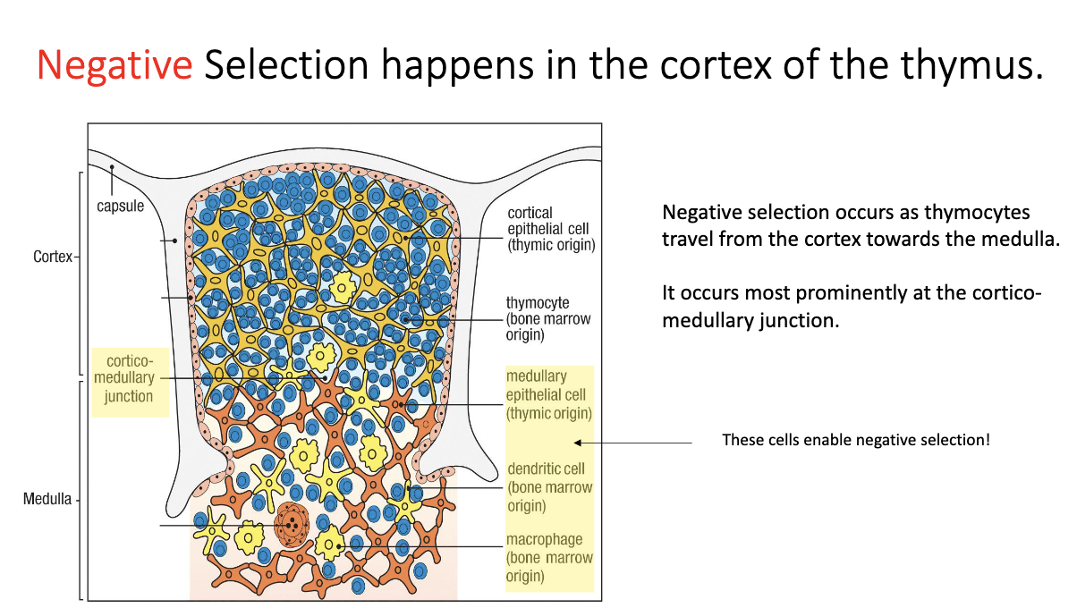 <ul><li><p><strong>Location:</strong> at the <strong>cortex–medulla junction</strong> of the thymus.</p></li><li><p><strong>Key cells involved:</strong> medullary epithelial cells, dendritic cells, macrophages.</p></li></ul><p></p>
