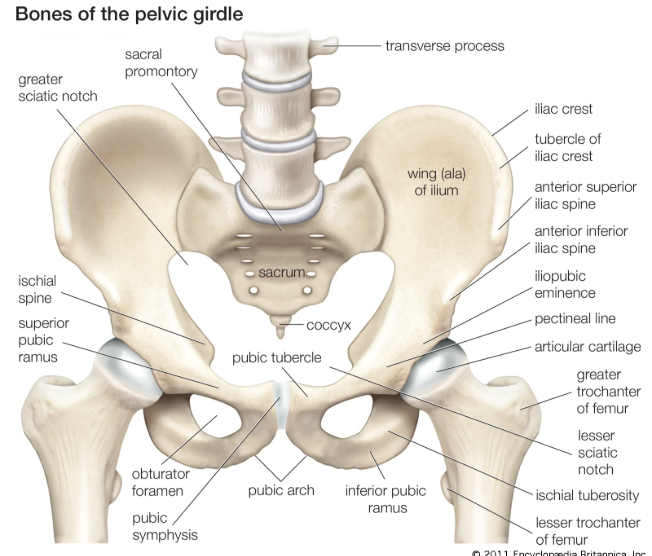 <p>What are the main bones of the pelvic girdle</p>