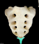 <p>What bone is NOT highlighted in this image?</p>
