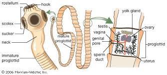 <p>Endoparasites in intestines, complex cycle, multiple host possibilities, lacks gut</p>
