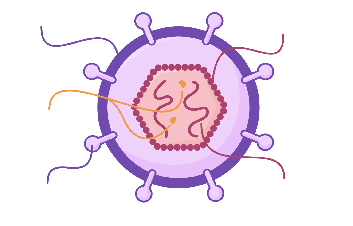 <p>What is the structure of HIV? </p>