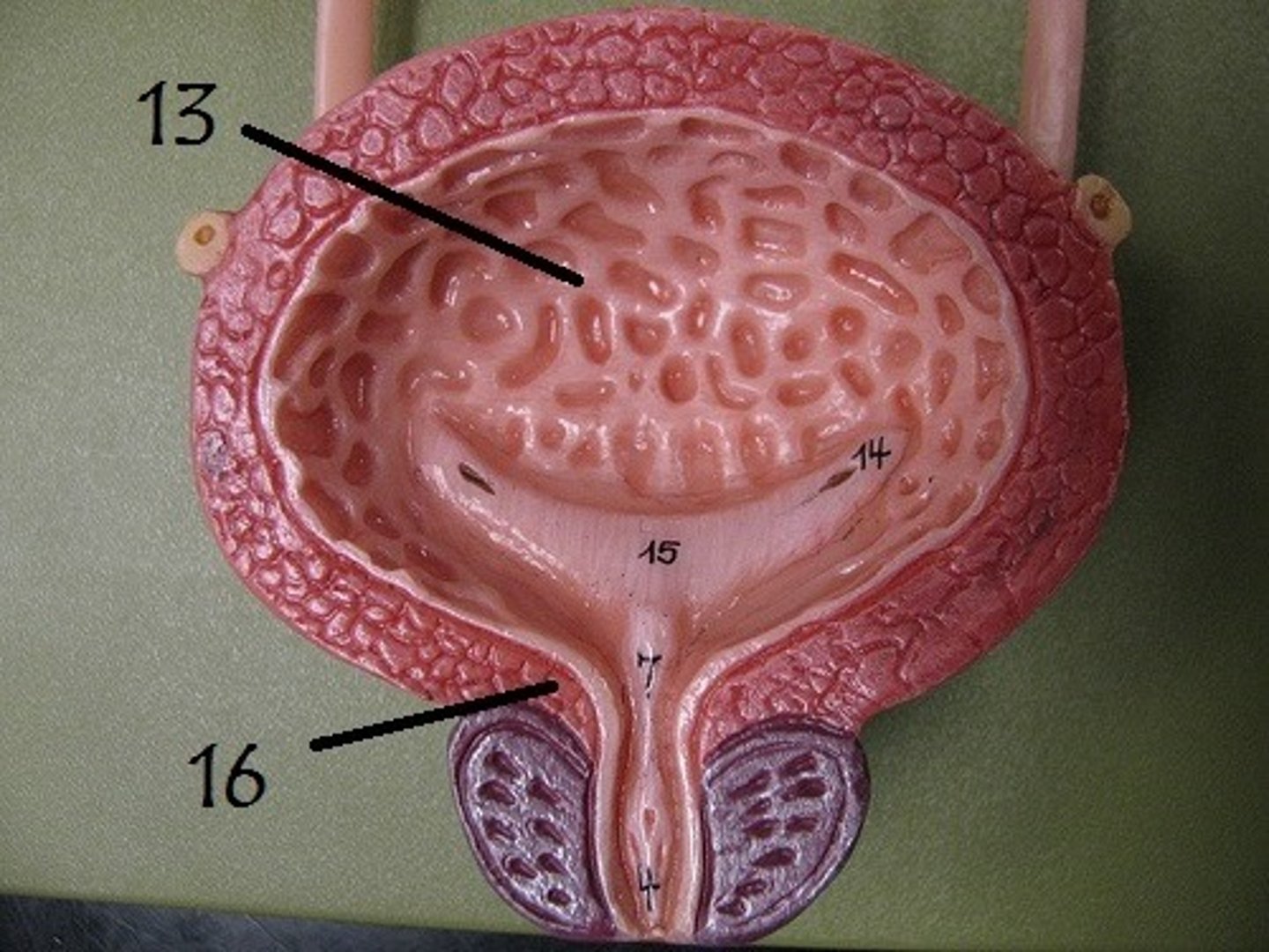 <p>the folds in the lining the stomach. Allows the bladder to expand.</p>