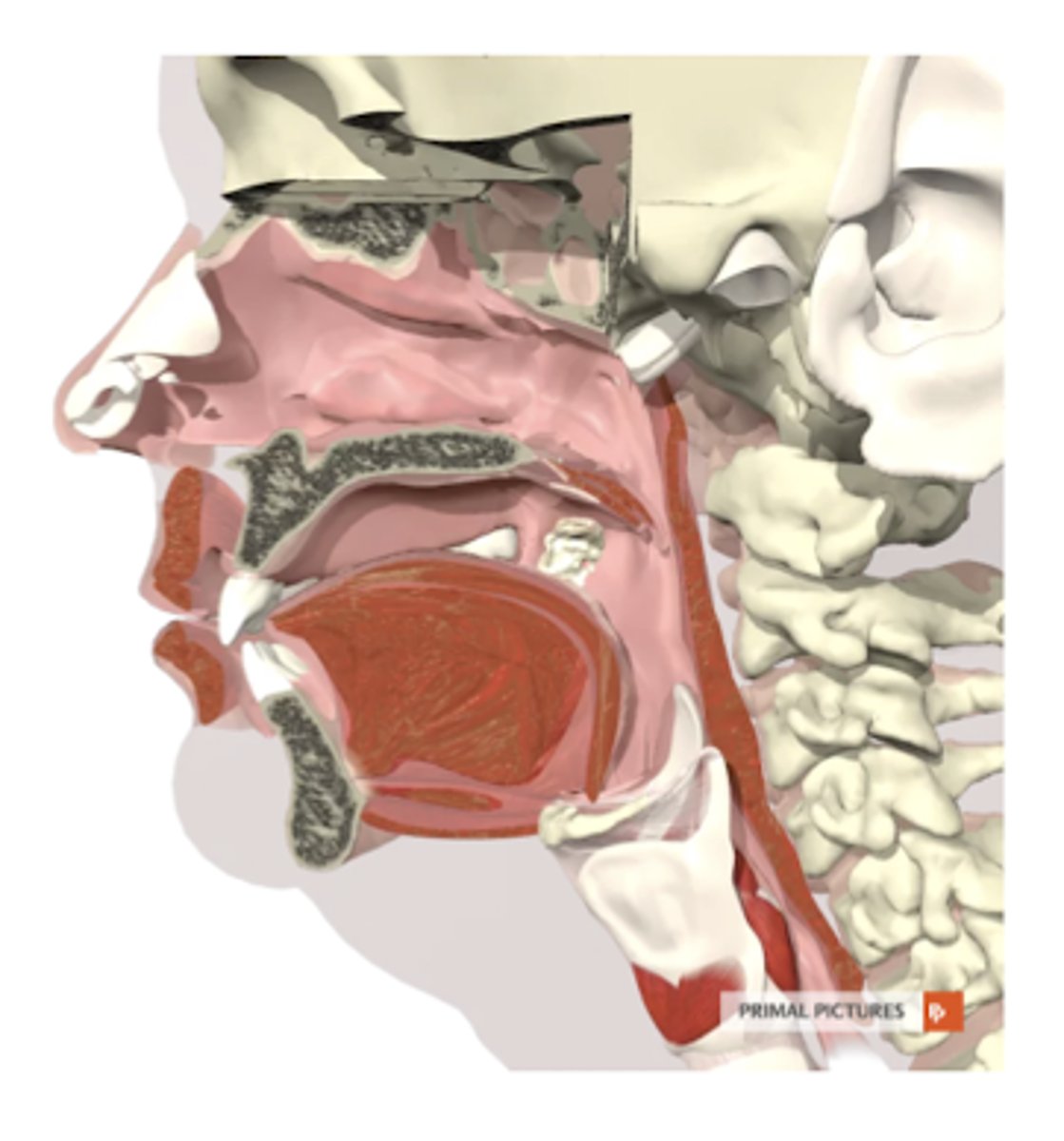 <p>lips, teeth, alveolar ridge, hard palate, soft palate, tongue, jaw, anger (palatogolssal muscle) facial pillars</p>
