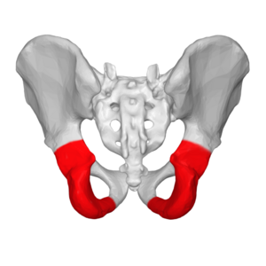 <p>One of the three sections of the hipbone; situated below the ilium</p>