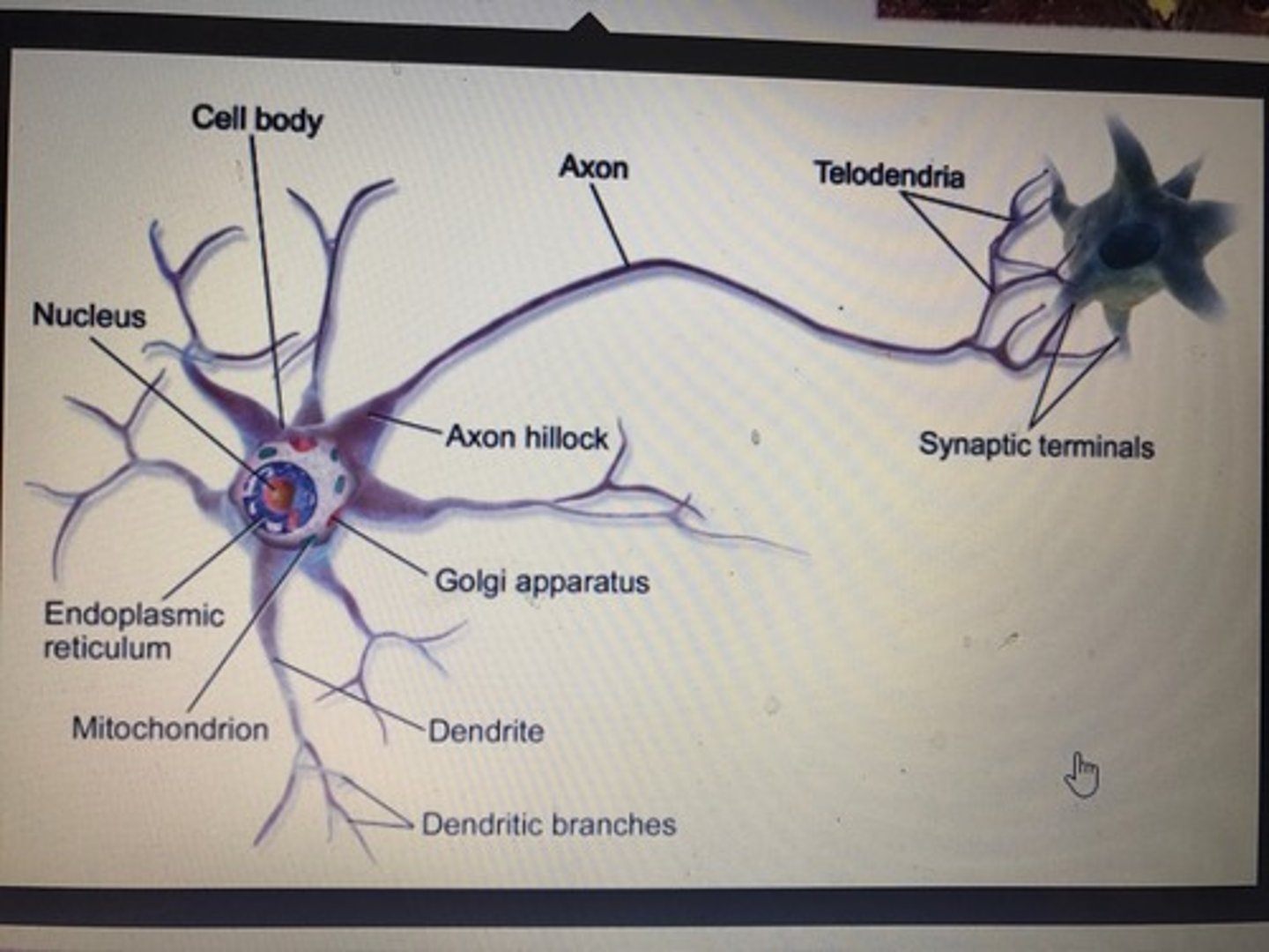 <p>Dendrites: Receive signals</p><p>Cell body (soma): Maintains cell</p><p>Axon: Sends signals</p><p>Myelin sheath: Insulates axon; MS destroys it</p><p>Axon terminals / terminal buttons: Release neurotransmitters</p><p>Synapse: Gap between neurons</p><p>Neurotransmitters & enzymes: Chemicals transmitting messages</p>