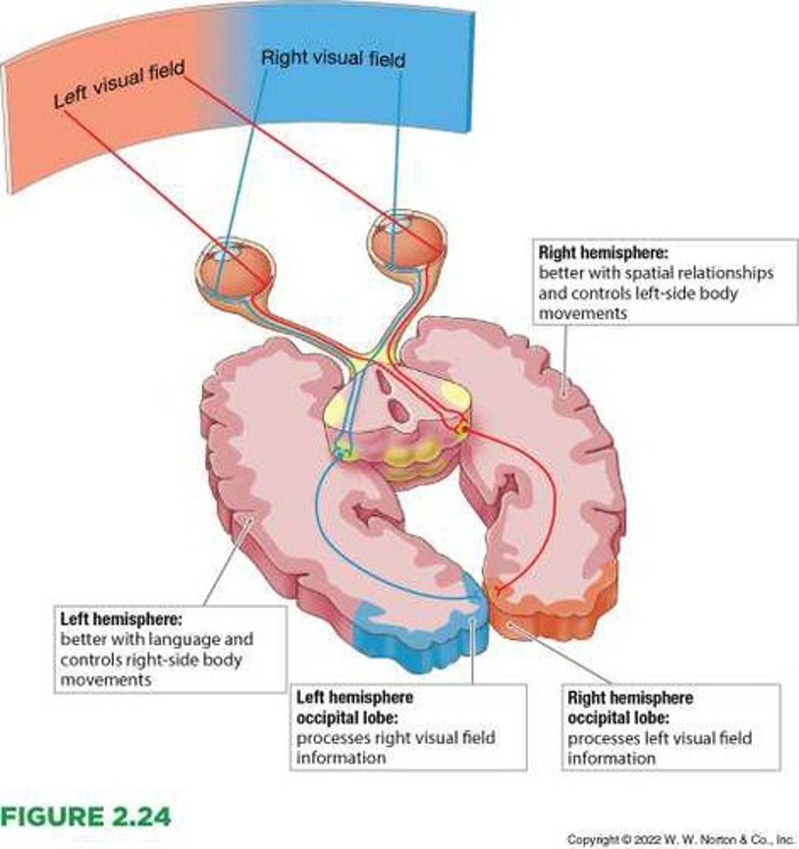 <p>Regions of the cerebral cortex at the back of the brain; these regions are important for vision.</p>