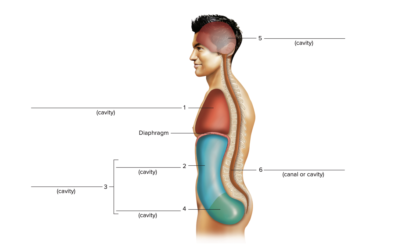 <p>label cavities</p>