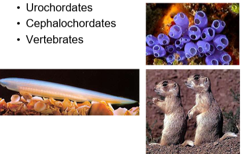 <ul><li><p><strong>Urochordates</strong> – invertebrates</p></li><li><p><strong>Cephalochordates</strong> – invertebrates</p></li><li><p><strong>Vertebrates</strong> – animals with a backbone</p></li></ul><p></p>