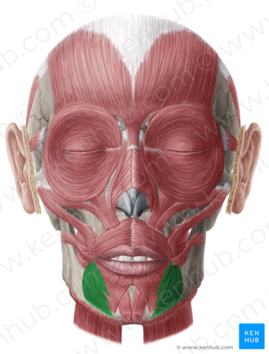 <p>Funktion: Drar ner mungipan, mimik t.ex. ledsen.</p>