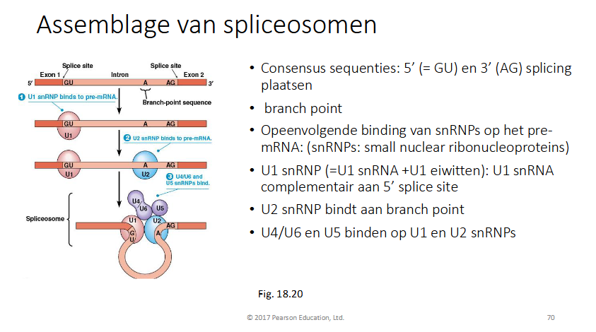 <ul><li><p>Consesus sequenties op intron: 5’ GU en 3’ AG → splicing plaatsen</p></li><li><p>er is op het intron ook een branch point seq</p></li><li><p>Opeenvolgende binding van snRNP’s op pre-MRNA</p><ul><li><p>U1 snRNP bindt aan 5’ splice site (GU)</p></li><li><p>U2 snRNP bindt aan branch point</p></li><li><p>U4/U6 en U5 binden op U1 en U2 snRNP’s</p></li></ul></li><li><p>knipping van 5’ splice site</p></li><li><p>5’ uiteinde (net geknipt) bidnt aan 2’OH van A van branch point seq = <strong>lariat</strong></p></li><li><p>knipping 3’ splice site</p></li><li><p>samenvoegen 2 uiteinden van exon</p></li><li><p>overgang van exon 1 naar 2 wordt gemarkeerd (exon boundary) → EJC bindt</p></li><li><p>uitgeknipte intronen worden afgebroken</p></li></ul><p></p>
