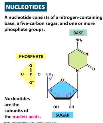 <p>A nucleotide consist of a nitrogen-containing base, a five-carbon sugar, and one or more phosphate groups</p><p></p><p>Carbons of the deoxyribonucleotide (monomer unit of DNA)</p>