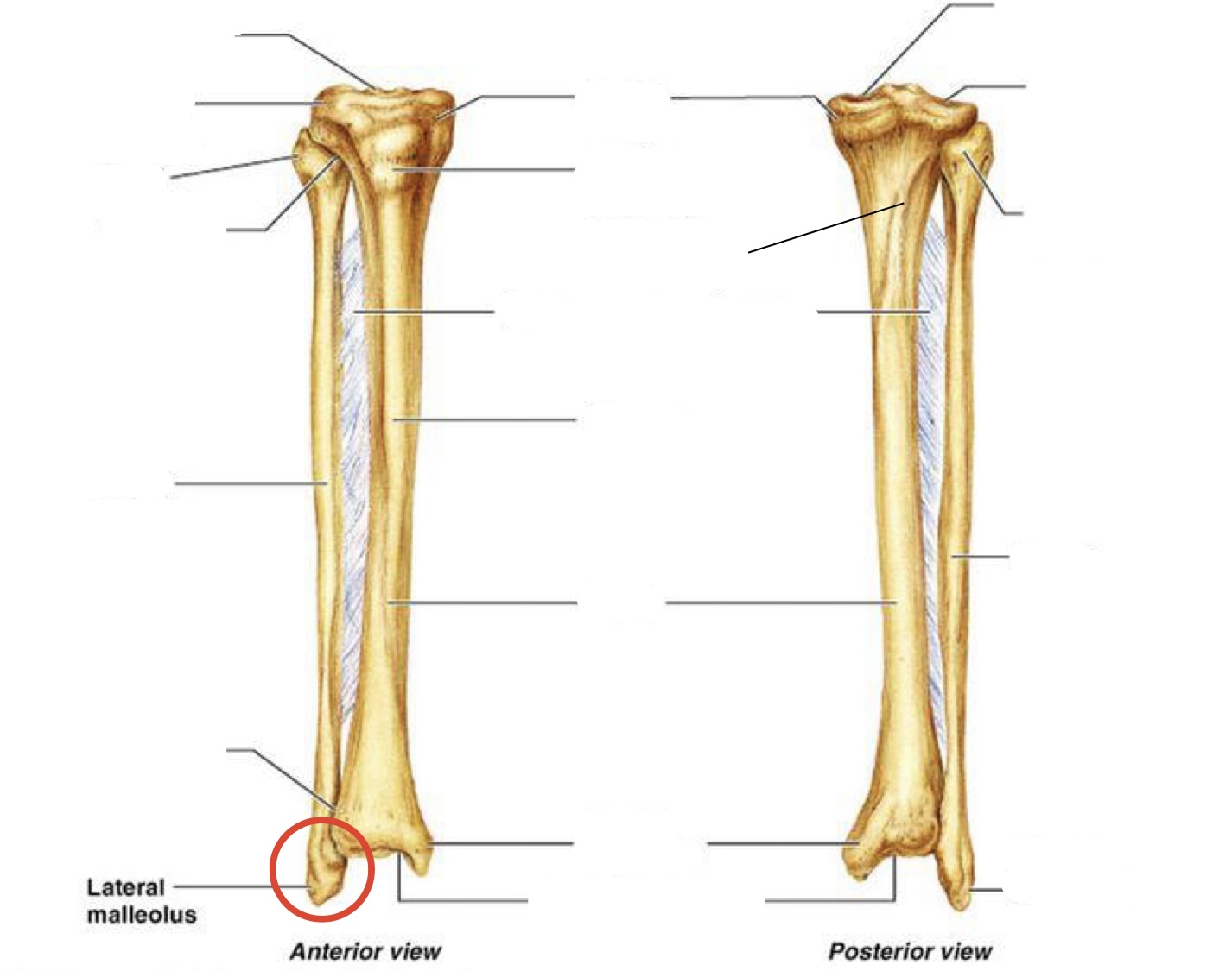 <p><span><span>Lateral malleolus</span></span></p>