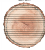 <p>A method of cutting wood that <u>starts with a straight cut through the log</u>, providing a<u> full range of the wood's natural</u> characteristics.</p><p>Results in a varied grain pattern, with vertical grain on the edges.</p><p>Produces a naturally beautiful floor, showcasing the full range of wood's characteristics.</p><p>The wider the plank, the more uniquely beautiful the grain pattern.</p>