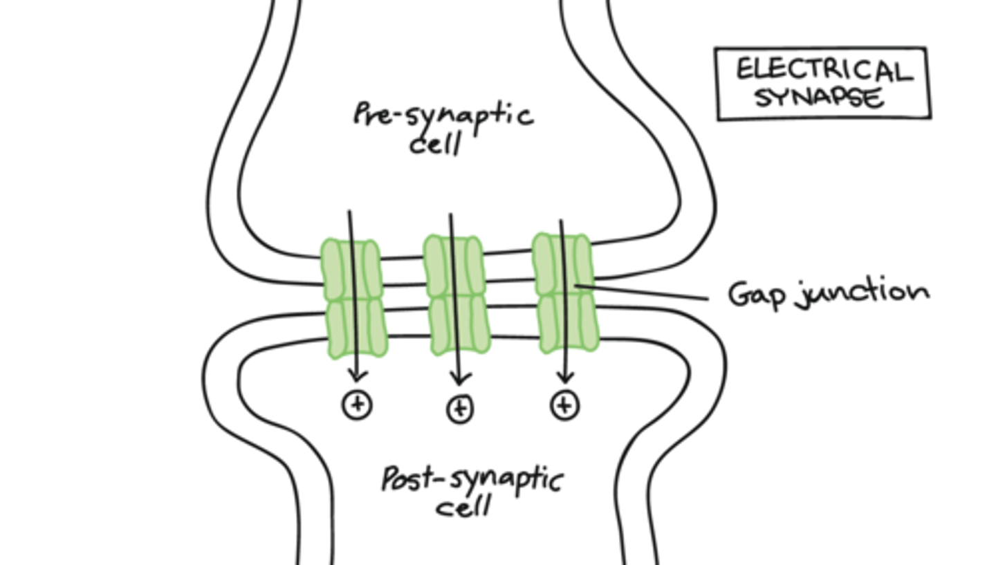 <p>(B) Electrical</p><p>Electrical synapses have gap junctions between its axon terminal and the membrane of the target cell, directly causing depolarization.</p>