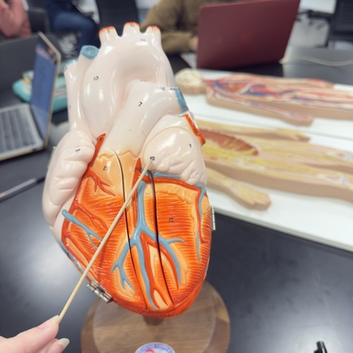 <p>Identify the structure.</p>