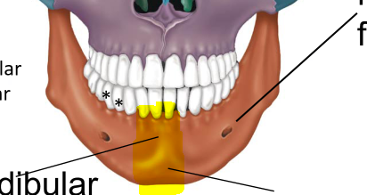 <p>protuberance on the chin--&gt; result of fusion</p>