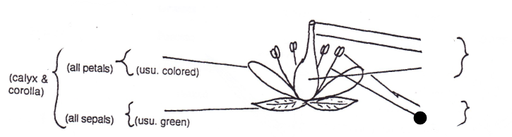 <p>Part of flower?</p>