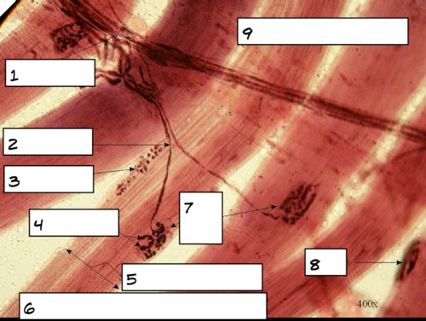 <p>Label (2)</p>