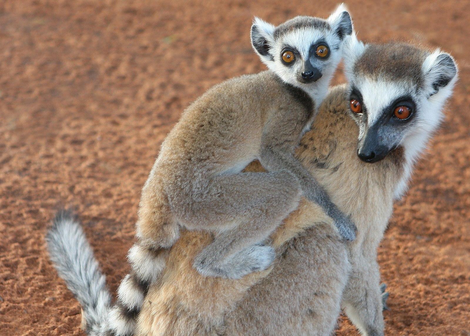 <p>Lemuriformes</p>
