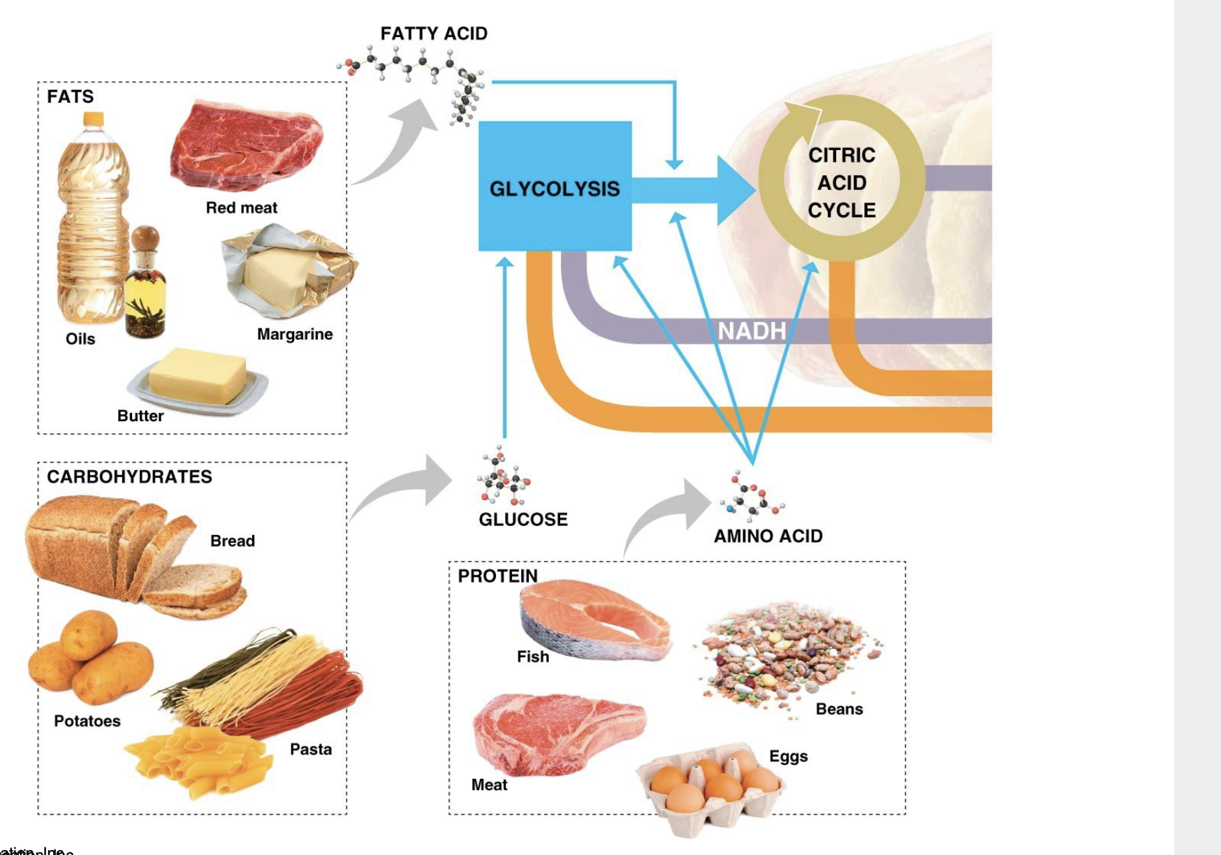 Fats, Other carbohydrates, and Proteins. Cellular respiration can use many different types of food molecules.