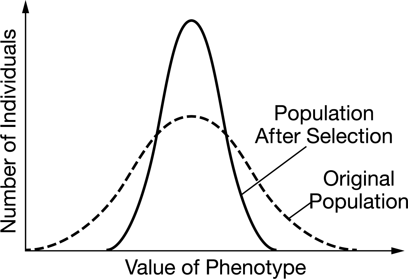 <p><span>Which of the following describes a scenario that would result in the phenotypic change shown in the graph?</span></p><p>A) A fish that has mouth parts adapted to eat moderately sized prey is introduced into a lake in which there are only large and small prey.</p><p>B) A population of mice live on the ground and in short trees. An invasive, tree-dwelling snake that preys on the mice is introduced into the area.</p><p>C) Climate change-induced warming of arctic tundra reduces average snow cover that lighter-colored arctic foxes rely on for camouflage. Darker-colored arctic foxes are better suited to the exposed moss and grass habitat.</p><p>D) House sparrows that lay smaller-than-average clutches of eggs produce fewer viable offspring, while larger-than-average clutches of eggs result in malnourished chicks that have a higher mortality rate.</p>