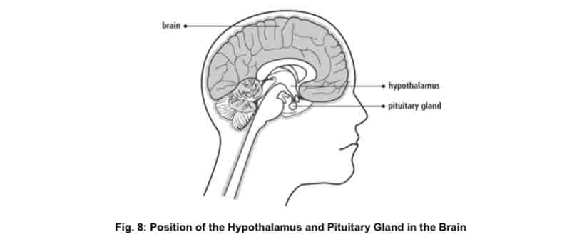 <ul><li><p>The water potential of blood depends on the amount of water and salts in the plasma.</p></li><li><p>There are special receptor cells in the hypothalamus of the brain called osmoreceptors.</p></li><li><p>Osmoreceptors are sensitive to changes in water potential of the blood.</p></li><li><p>The amount of water in the blood plasma is controlled by anti-diuretic hormone (ADH).</p></li><li><p>ADH is produced by the hypothalamus in the brain and is released by the pituitary gland. It causes an increase in water reabsorption at the kidney tubules.</p></li></ul><p></p>