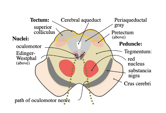 <p>Tegmentum: Nuclei</p>