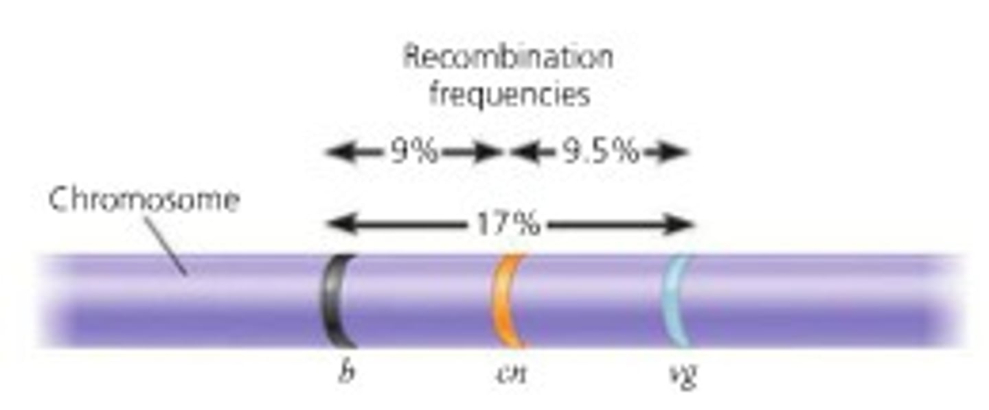 <p>A genetic map of a chromosome based on recombination frequencies</p>