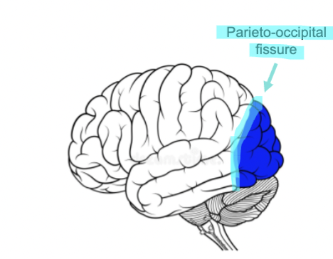 <ul><li><p>It is located in the posterior part of the brain and is separated from the parietal<span style="color: rgb(255, 255, 255);"><span><br>by the parieto-occipital fissure.</span></span></p></li><li><p><span style="color: rgb(255, 255, 255);"><span>It is mainly responsible for vision</span></span></p></li></ul><p></p>