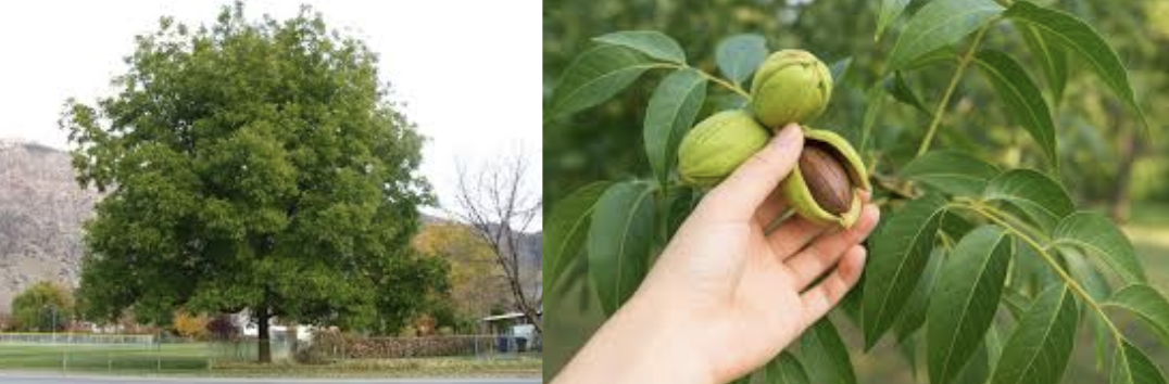 <p>Pecan tree</p>