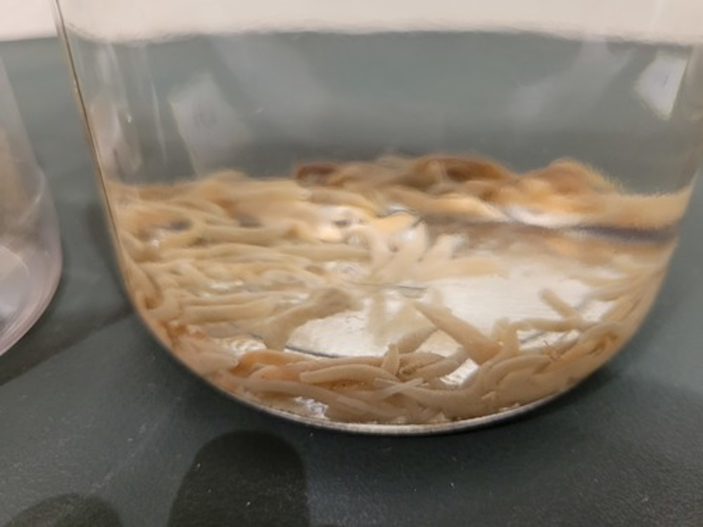 <p>Identify Taxonomy</p>