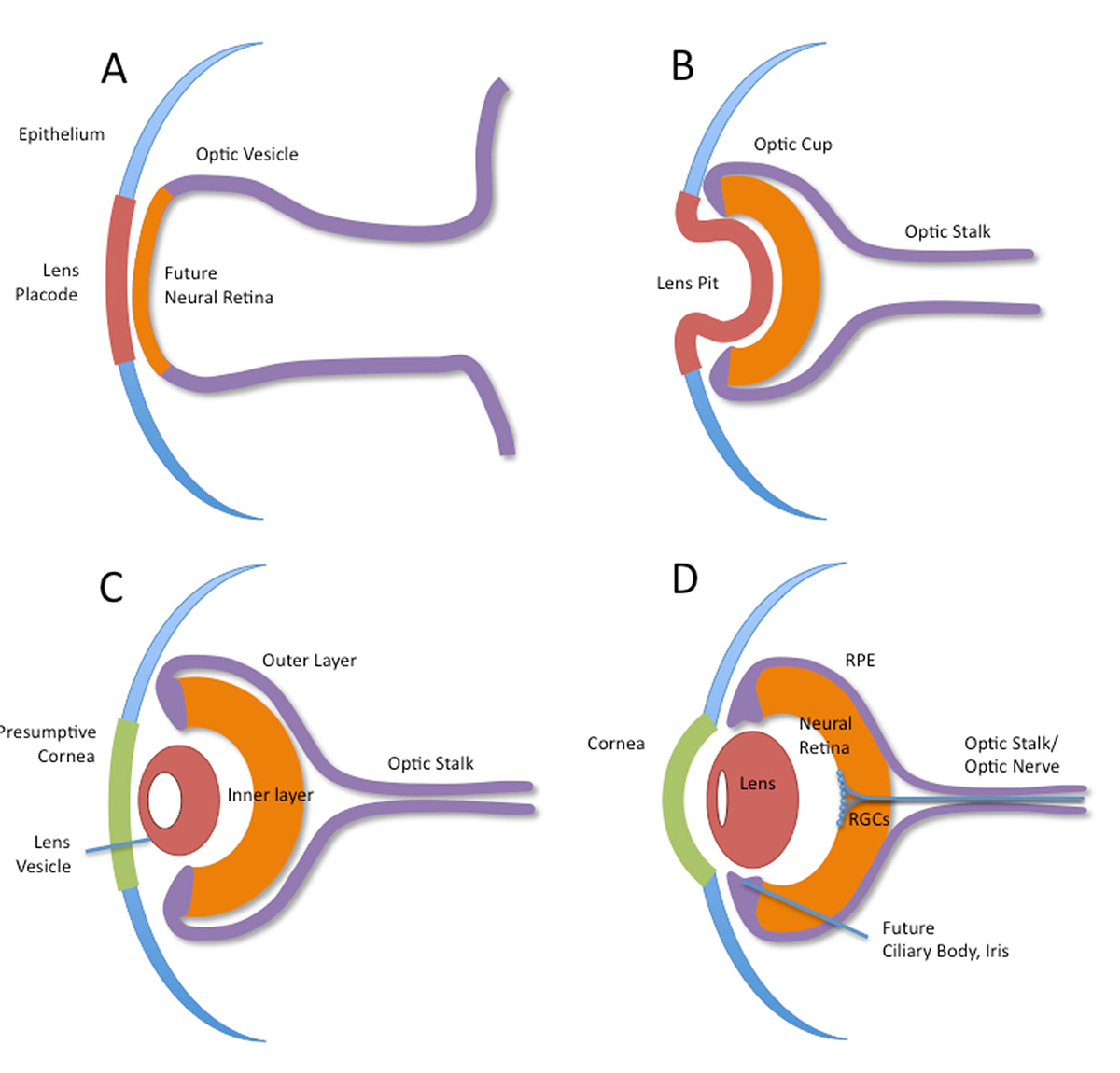 <p>Axons of ganglion cells that pass through the optic stalk.</p>
