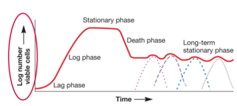 <p><strong>Viable cell numbers over time</strong> in a <strong>closed system</strong> (e.g. a flask).</p>