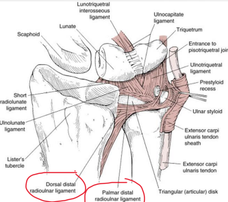 <p>The articular disc of the is made of fibrocartilage and is positioned between the _______ and _______.</p>