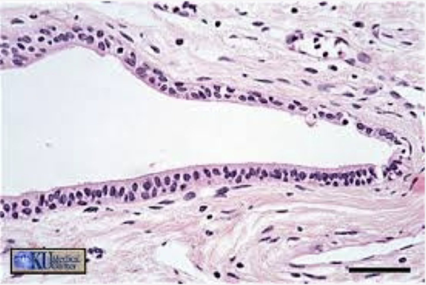 <p>Identify the type of epithelia</p>