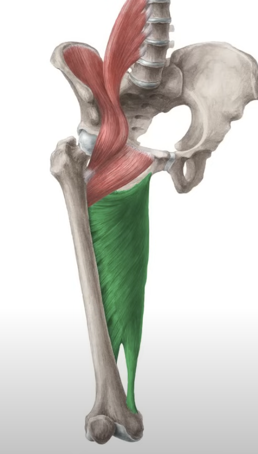 <p>adduct and flex the thigh</p>
