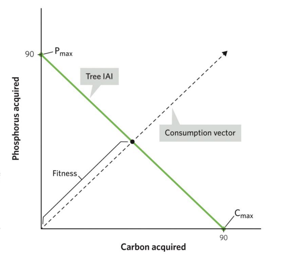 <p>measure of evolutionary fitness because if one individual tree has an equilibrium point further from the graph’s origin point than other trees in the same population, the tree acquiring more resources will grow, survive, and reproduce better than the others.</p>